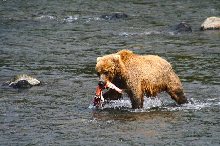 alaskan grizzly bear